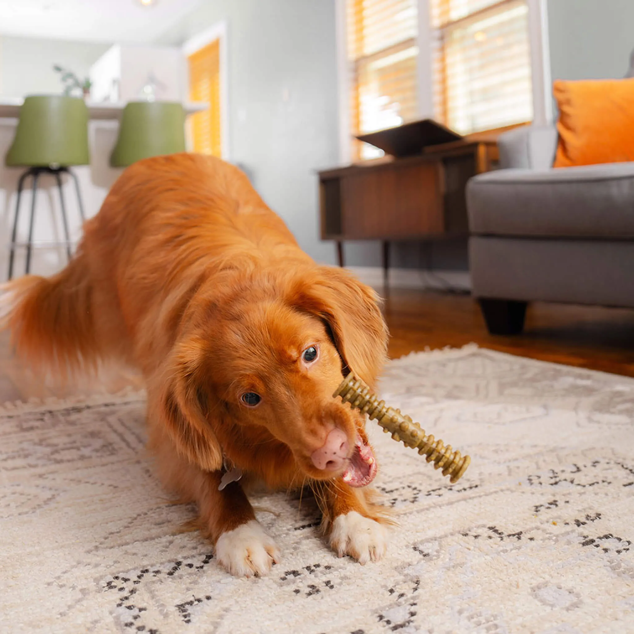 Stella & Chewy's Dental Delights for Dogs