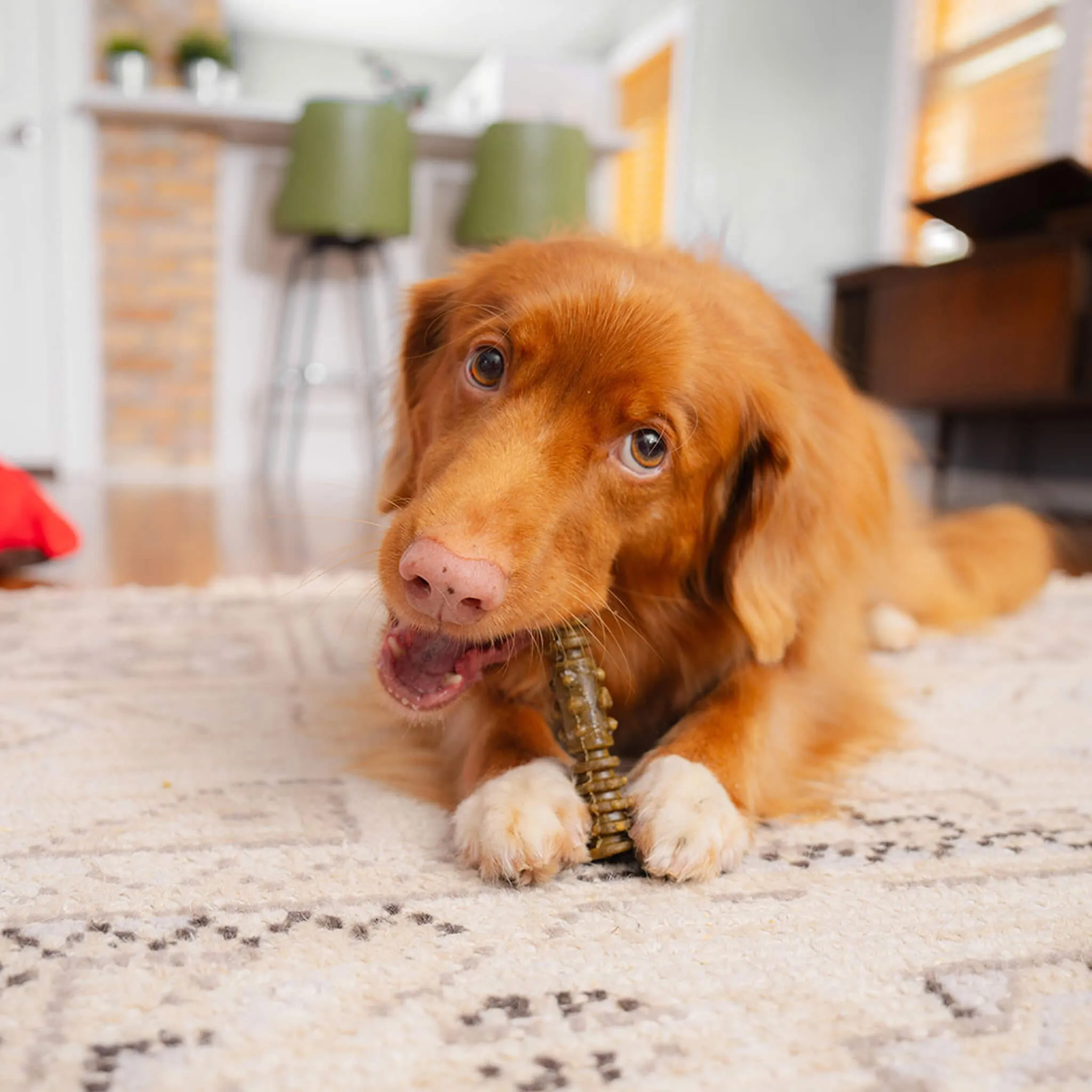 Stella & Chewy's Dental Delights for Dogs