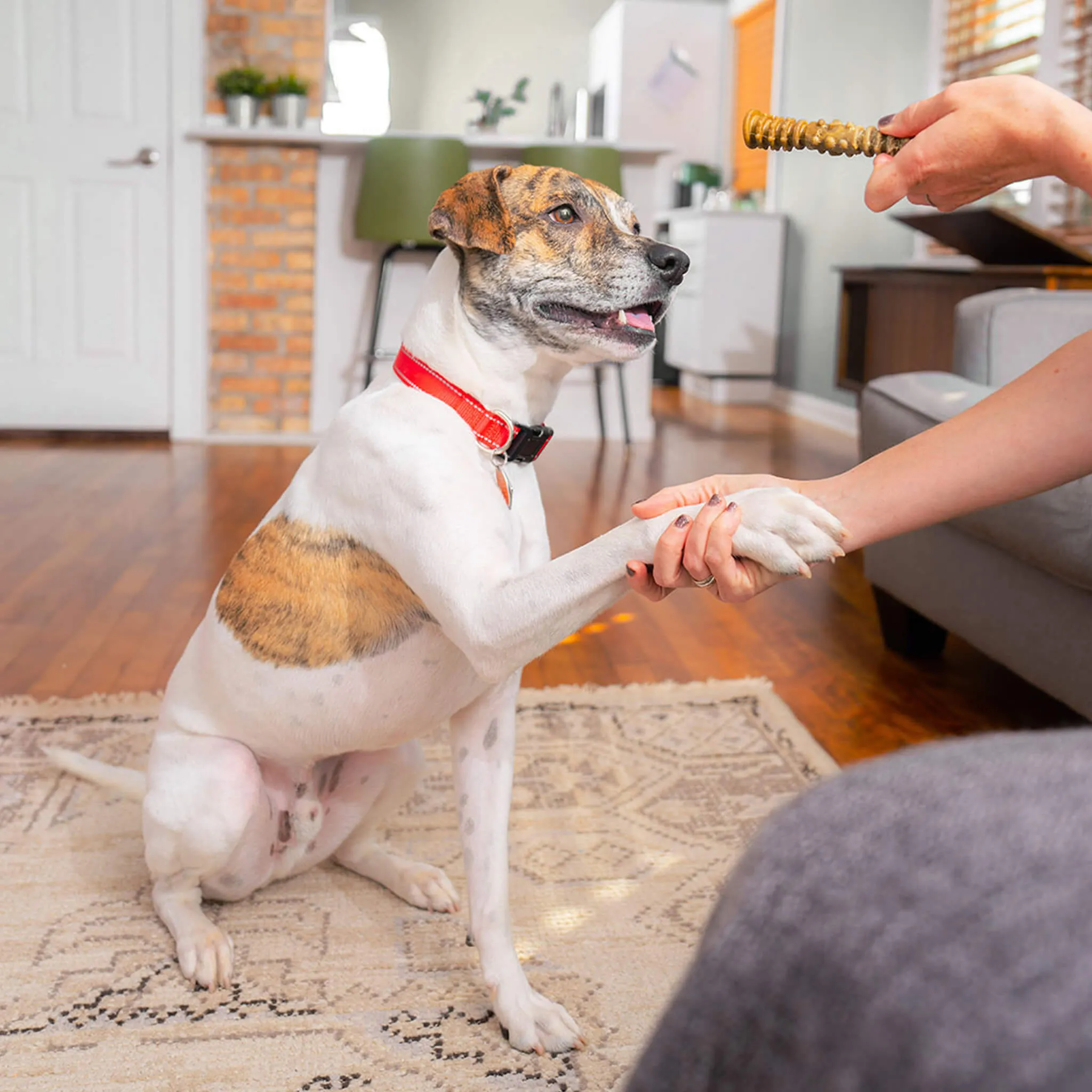 Stella & Chewy's Dental Delights for Dogs